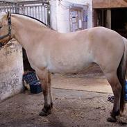 Fjordhest Kragelund`s Embla