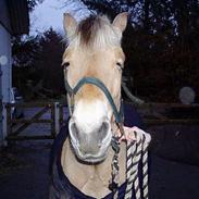 Fjordhest Kragelund`s Embla