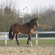 Hollandsk Varmblod Simon <død> Tilgiver aldrig mig selv, for at have 