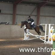 Arabisk fuldblod (OX) Rosita 