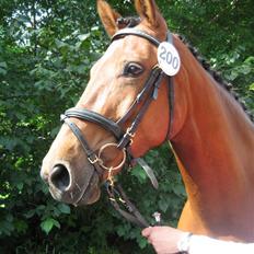 Dansk Varmblod Hedelykkes Lea-SOLGT-RIP