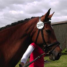 Dansk Varmblod Hedelykkes Lea-SOLGT-RIP