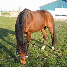 Dansk Varmblod Hedelykkes Lea-SOLGT-RIP