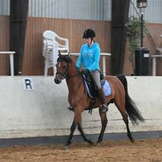 Arabisk fuldblod (OX) Fabhat 