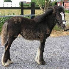 Irish Cob Cecilie van Hippolacta 