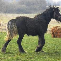 Irish Cob Cecilie van Hippolacta 