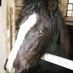 Irish Cob Cecilie van Hippolacta 