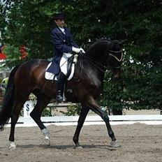 Trakehner Zion