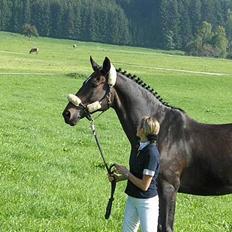 Trakehner Zion