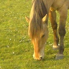 Anden særlig race Musse R.I.P:'(