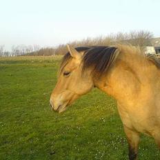 Anden særlig race Musse R.I.P:'(