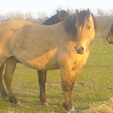 Anden særlig race Musse R.I.P:'(