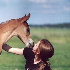 Arabisk fuldblod (OX) Cornicowah