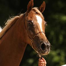 Arabisk fuldblod (OX) Cornicowah