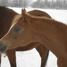 Arabisk fuldblod (OX) Cornicowah