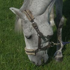 Anden særlig race Jack (gammel part)