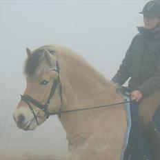Anden særlig race Buller R.I.P