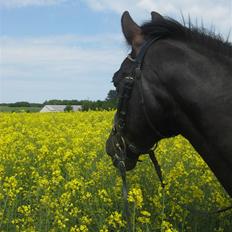 Anden særlig race Trinity C 