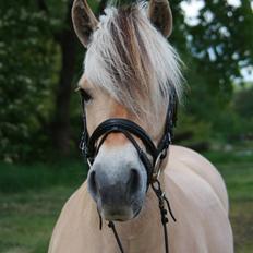 Fjordhest Lykke Kyra