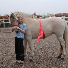 Fjordhest Lykke Kyra