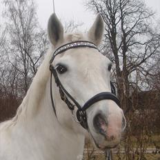 Connemara Skovlundegårds Tilia