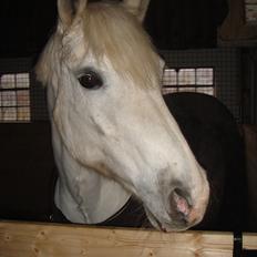 Connemara Skovlundegårds Tilia