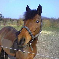 Anden særlig race Ferrytail gammel part :(