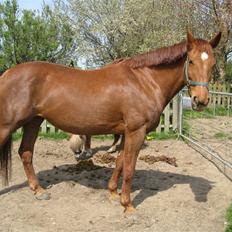 Dansk Varmblod Windy  