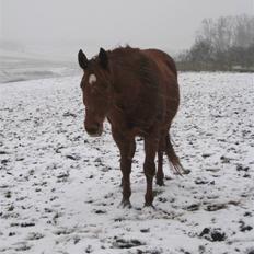 Dansk Varmblod Windy  