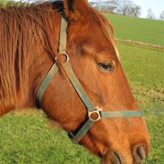Dansk Varmblod Windy  