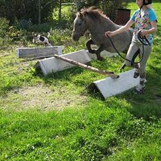 Shetlænder Hollyday (solgt)