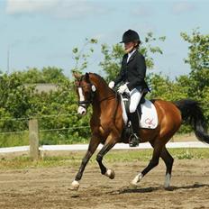 Hollandsk Sportspony Candy 