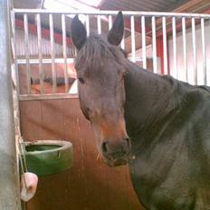 Anden særlig race Manoli  