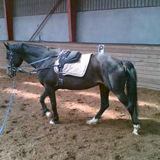 Anden særlig race Manoli  