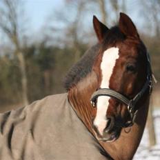 Anden særlig race Hovvejens Rex