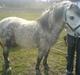 Welsh Mountain (sec A) frede 