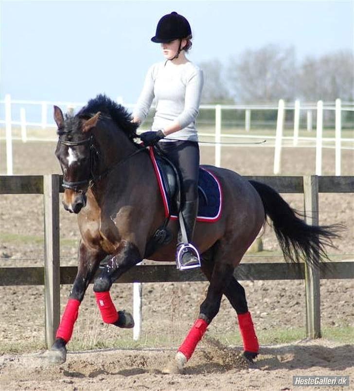 New Forest Elmholts Education A-pony (solgt) - 3. april 10 Mathilde K-N billede 11