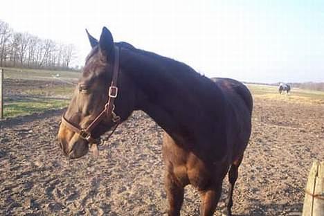 Traver Ginger magnum *'solgt** - hvad er det lige  der er på den anden mark billede 10