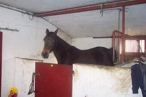 Traver Ginger magnum *'solgt** billede 11