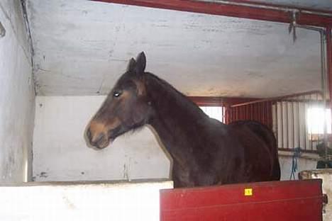 Traver Ginger magnum *'solgt** -  jeg kan høre noget maddddd uhmmmmmmmmmm  billede 12