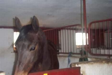 Traver Ginger magnum *'solgt** - kom nu  snart med det mad billede 13