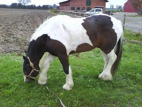 Irish Cob *O`MALLEY*  † R.I.P. † - MMMMMMMM......... MAD!!!!! billede 16