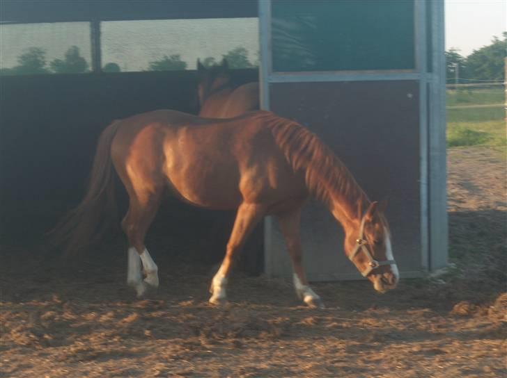 Welsh Cob (sec D) Pyrus solgt :'( billede 20