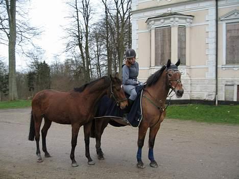Dansk Varmblod Poppelgårdens Matrix - På tur sammen med Jalle billede 3