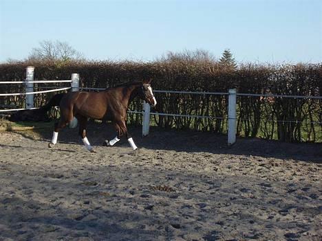 Dansk Varmblod Dinétt Stengaard *SOLGT* billede 14