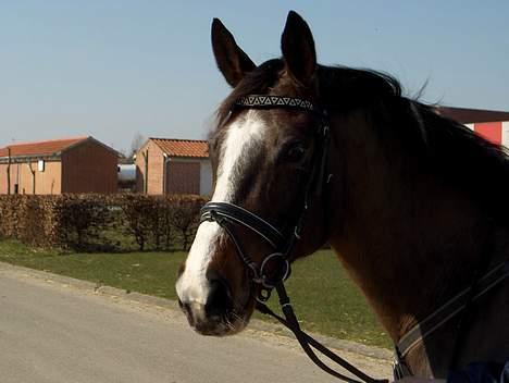 Dansk Varmblod Dinétt Stengaard *SOLGT* billede 15