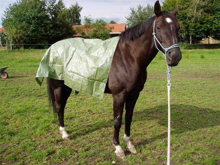 Dansk Varmblod Castello (†08) - .. Tillidstræning! (Pressening på ryggen - den er lidt for lille, men det er en god start). billede 3