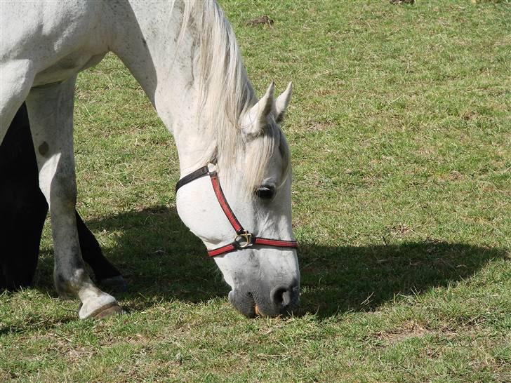 Traver Orlov abita nordhøj billede 9