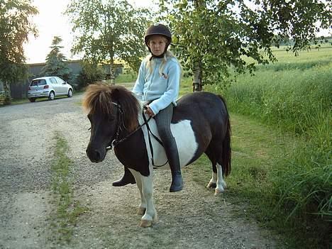 Shetlænder Stjernen's Malou billede 8