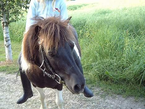 Shetlænder Stjernen's Malou billede 9